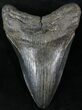 Fossil Megalodon Tooth - South Carolina #23746-1